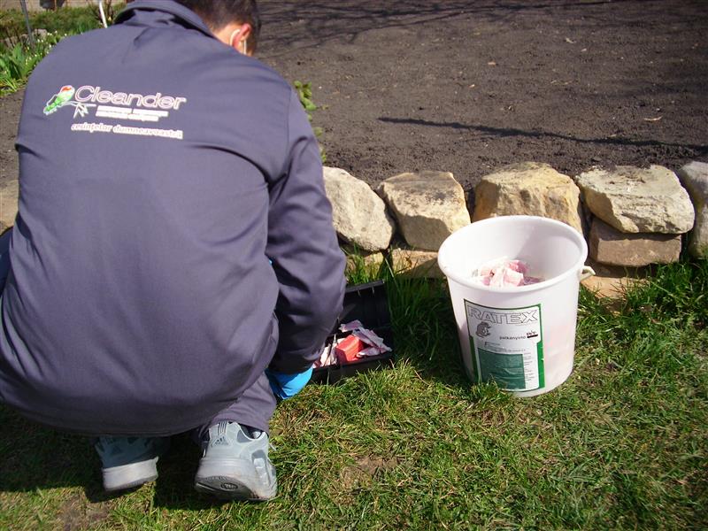 Curăţenie, dezinfecţie, deratizare