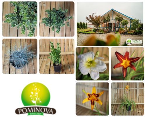 Pomi și plante decorative Cluj-Napoca